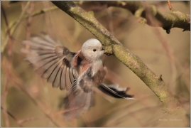 <p>MLYNAŘÍK DLOUHOOCASÝ (Aegithalos caudatus) /Long-tailed-tit - Schwanzmeise/</p>